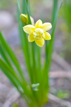 Yellow daffodil,narcissus flower in spring closeup viewの写真素材
