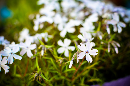 White flowers and green leaves beckgroundの写真素材
