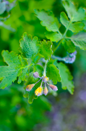 Herbal medicine. Celandine Chelidonium in garden. Healthy concept. Celandineの写真素材