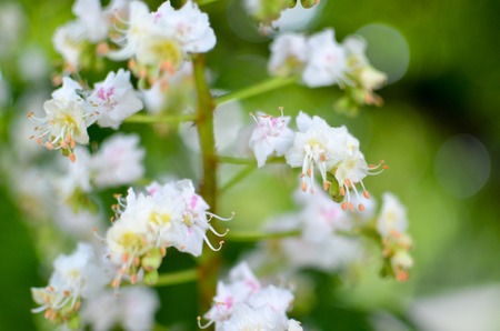White flowers of chestnut tree closeの写真素材