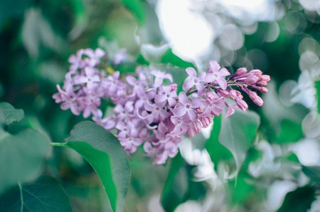 Blossoming Syringa vulgaris in spring, Ukraine