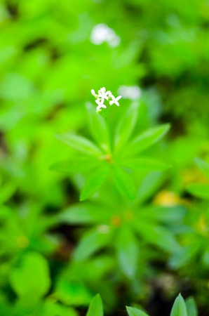 Spring Asperula graveolens white flowers horizontal backgroundの写真素材