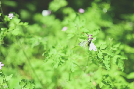 Small cabbage butterfly white on flower and grassの写真素材