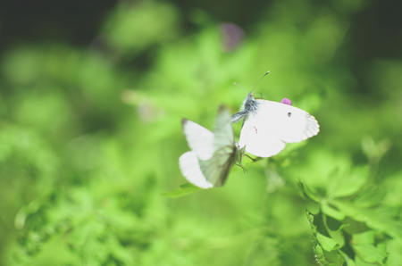Small cabbage butterfly white on flower and grassの写真素材