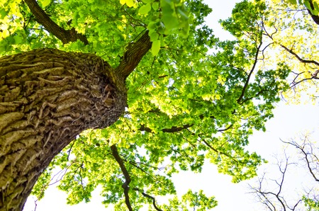 View in a tree crown from below on sunny spring dayの写真素材