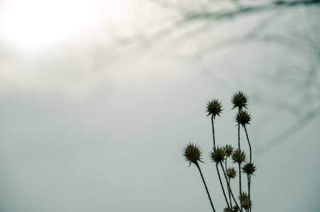 dry plants in snow, meadow winterの写真素材