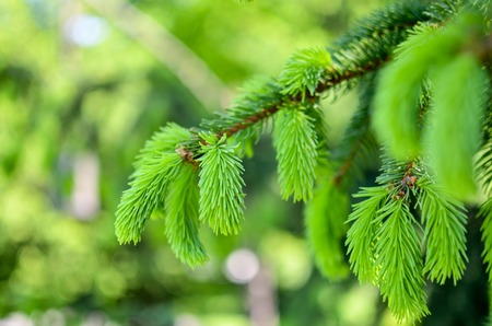 young sprout of spruce, natural forestの写真素材