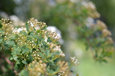 Brunch of spirea bush white flowers closeup