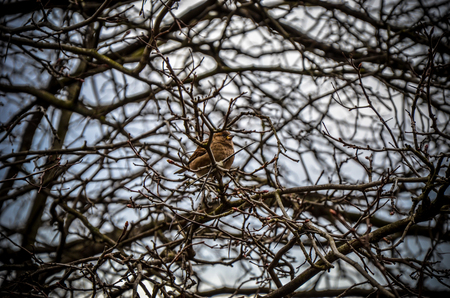 The field Sparrow sitting on a branch on background from branchesの写真素材