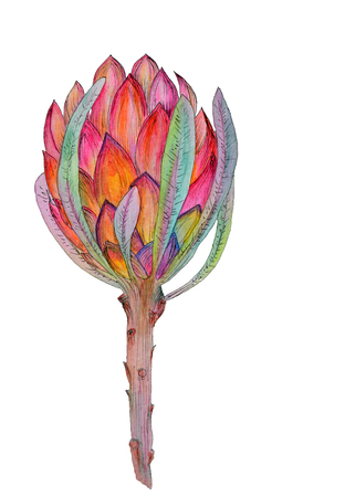 Hand-drawn watercolor illustration of red protea flower. Exotic tropical and colorful blossom of beautiful flower. Isolated on the white backgroundの写真素材