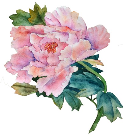 Pink peony flower in watercolorの写真素材