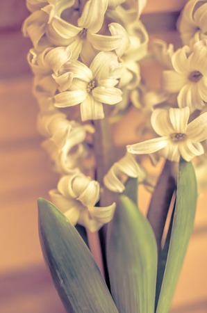 Two Delft Blue Lily Hyacinthus Orientalis Liliaceae with white pentalsの写真素材