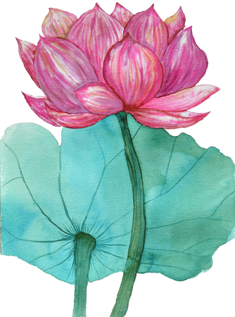 Original watercolor painting of aquatic plants of lotusの写真素材