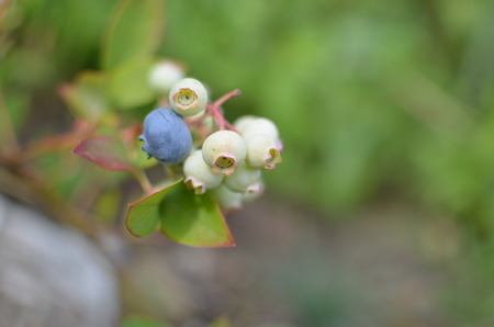 Macro closeup of beautiful green, pink and blue berries Vaccinium corymbosum myrtillus blueberry branches against green garden backgroundの写真素材