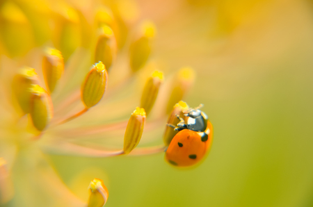 Ladybug on dill flower. Macro scene. Composition of nature.の写真素材