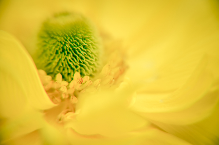 Beautiful Yellow Ranunculus asiaticus Flower in Spring with soft bokeh in the flowerbed extreme closeupの写真素材