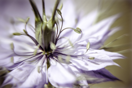 Nigella damascena early summer flowering plant with different shades of blue flowers in flowerbedの写真素材