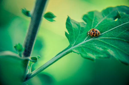 Ladybug on leaf. Ladybug enjoying some quite time on the leaf of an herb.の写真素材