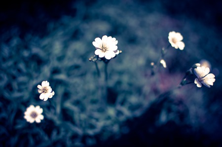 Little white Daisy or other flowers on the grass