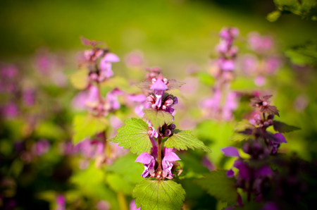 Princess nettle blooming with purple flowersの写真素材