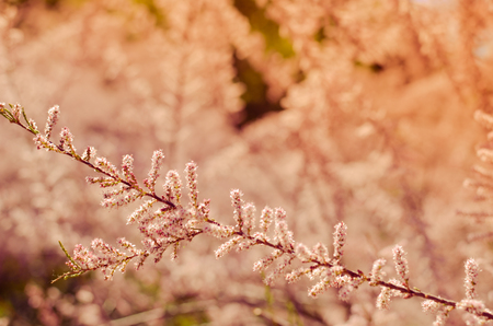 Branch of a pink Tamarix blooming on a turquoise backgroundの写真素材