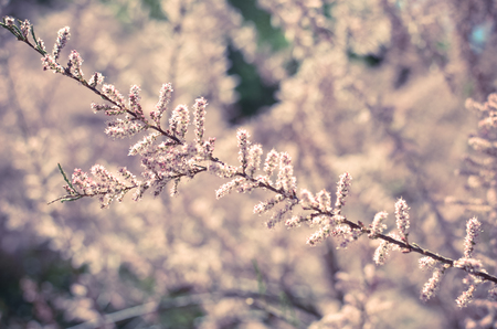 Branch of a pink Tamarix blooming on a turquoise backgroundの写真素材