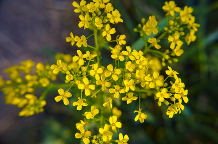 Small yellow flowers on the grass background and green leavesの写真素材