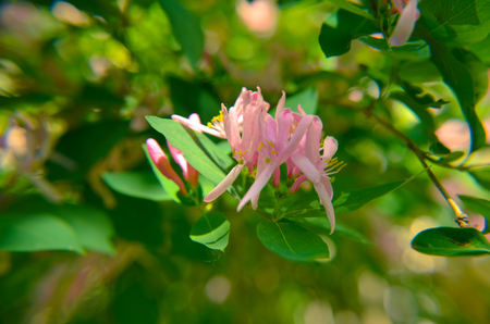 Beautiful, fragrant, pink Lonicera caprifolium perfolium honeysuckle buds with a natural background of leaves. Macro view in daylightの写真素材