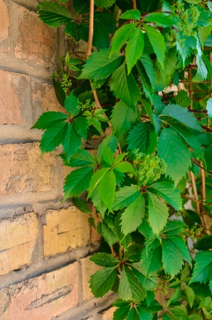 Old red brick wall and wild grapes hanging down on itの写真素材