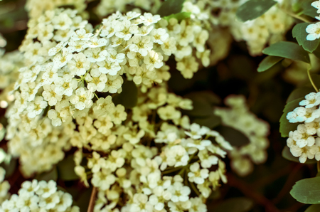 White Spirea Flowers On Bush At Spring. Spiraea flowers are highly valued in decorative gardening and forestry management. The plant is widely used in landscaping and organizations hedges.の写真素材