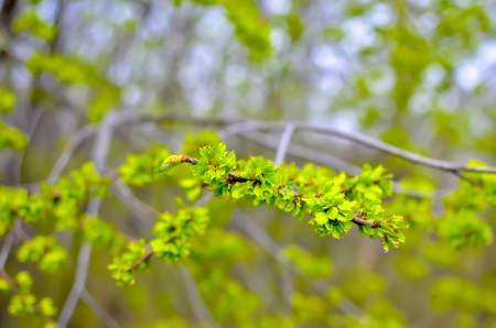 Young first leaves on a brunch on spring, green garden background