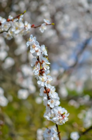 Apricot tree flowers, soft focus. Spring white flowers on a tree branch. Apricot tree in bloom. Spring season, white flowers of apricot tree, close-up.の写真素材