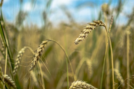 Wheat field closeup on the blue sky background