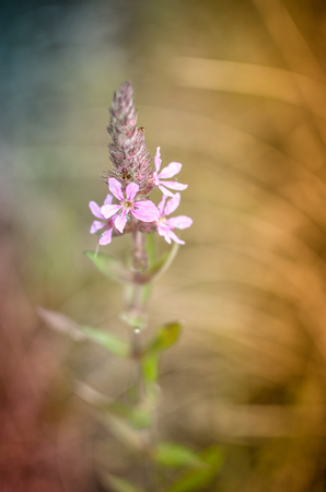 Flowers of Ivan-Tea or blooming Sally purple flowers closeupの写真素材