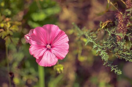 Lavatera or malopa. pink flower background. from above