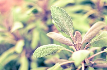 Close-up of sage plant in herb garden used for cookingの写真素材