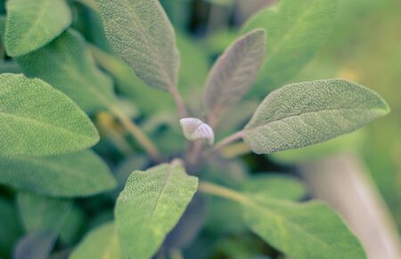 Close-up of sage plant in herb garden used for cookingの写真素材