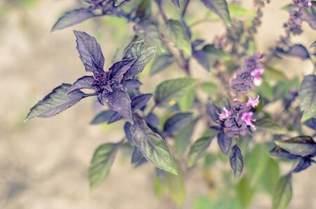 Ypung purple basil leaves and flowers at springの写真素材