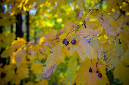 Forest black shiny berries among dry yellow leaves on a blurry autumn contrast background. berries...