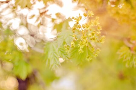 Spring decoration branch with silver beads and yellow flowers, the texture of the background, light, wedding, Christmas. Bokeh, Defocused, blured photoの写真素材