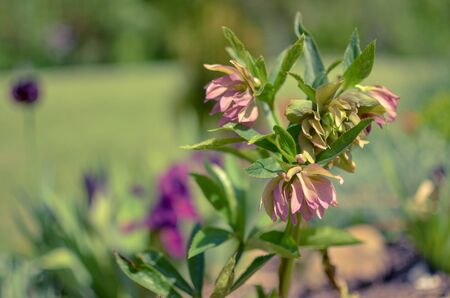 Red hellebore spring flower in a garden surrounded by green grass and plants and trees in the gardenの写真素材