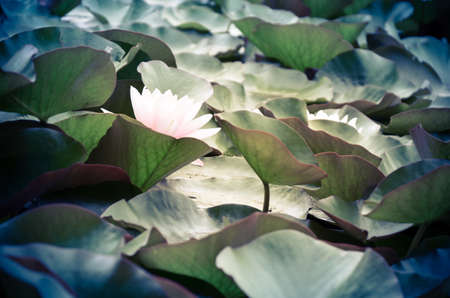 Closeup of a half-open pink waterlily in a pond surrounded by green water leavesの写真素材