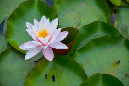 Closeup of a half-open pink waterlily in a pond surrounded by green water leavesの写真素材
