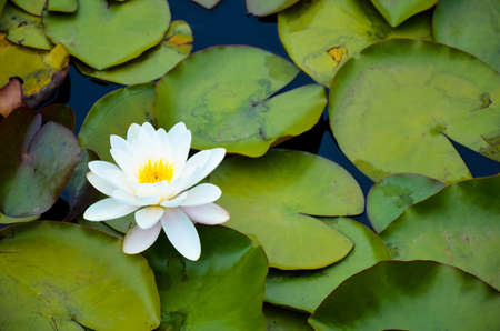 Closeup of a half-open pink waterlily in a pond surrounded by green water leavesの写真素材