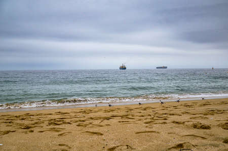 Seagulls at the beach of the Pasific oceanの写真素材