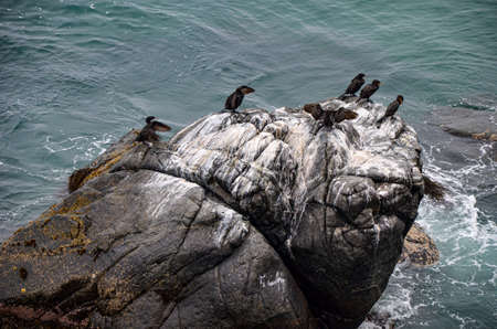 A lot of black sea birds on rock next to oceanの写真素材
