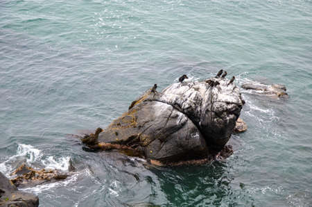 A lot of black sea birds on rock next to oceanの写真素材
