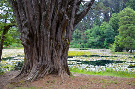 Huge tree with weathered bark near the lake in Valdivia, Chileの写真素材