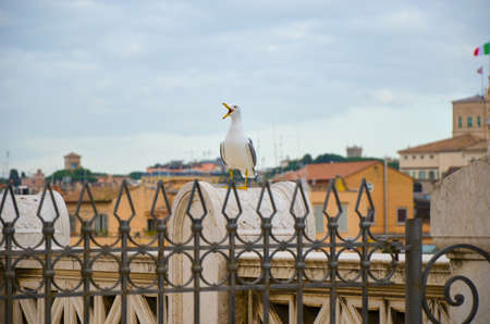 Gull on the outlook above historical center of Rome. Seagull stands over the roofs of Romaの写真素材