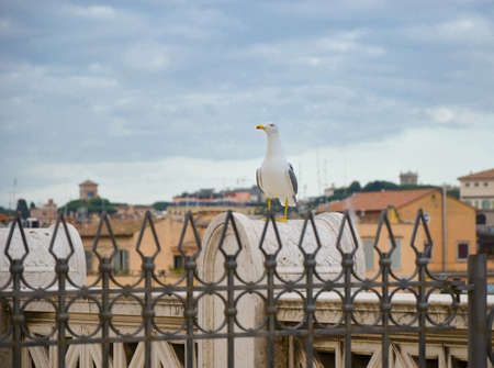 Gull on the outlook above historical center of Rome. Seagull stands over the roofs of Romaの写真素材
